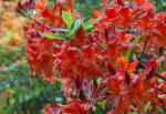 Azalea mollis cluster of red flowers
